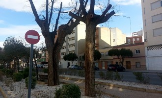 Izquierda Unida califica de “salvaje” la poda de árboles en la avenida de la Libertad Izquierda Unida califica de “salvaje” la poda de árboles en la avenida de la Libertad