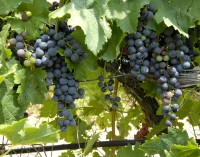Ruta del vino de Yecla celebra el envero de la Monastrell