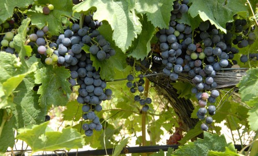 Ruta del vino de Yecla celebra el envero de la Monastrell