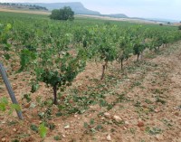 Agricultura organiza el lunes una charla informativa sobre el Pago Básico
