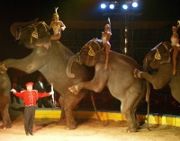 Izquierda Unida pide que Yecla se declare libre de circos con animales