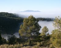 Tres yeclanos galardonados con los premios de investigación José María Soler