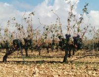 Agricultura valora en 800.000 euros los daños por el pedrisco caído el pasado lunes en el Altiplano