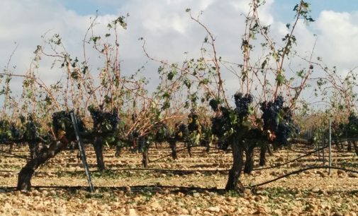 Agricultura valora en 800.000 euros los daños por el pedrisco caído el pasado lunes en el Altiplano