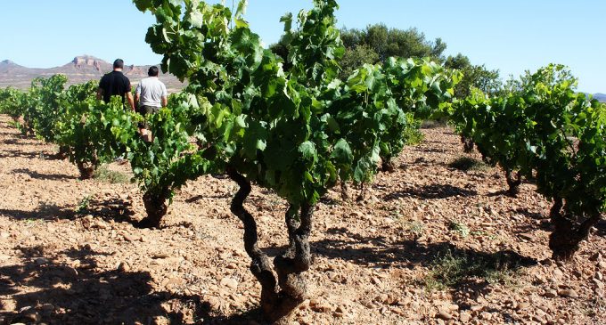 El vino de Yecla tendrá “huella dactilar” para evitar fasificaciones
