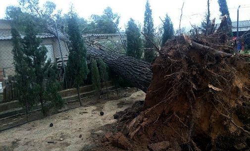 Rachas de viento de casi 100 km/h provocan caídas de árboles y cortes eléctricos