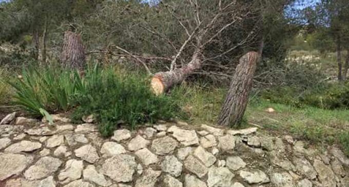 El PSOE pide explicaciones por la tala de árboles en el entorno del Yecla Valora