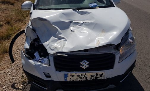 Atropellan a un burro en la carretera de Fuente Álamo