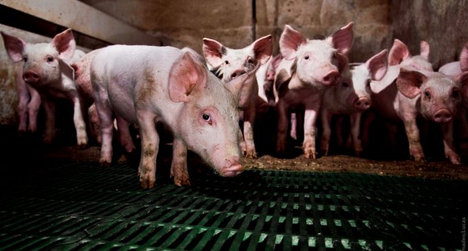 El Ayuntamiento presenta un recurso contra la granja del Arabí