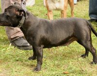 Sanidad ha registrado en 2017 seis casos de mordedura de perros a vecinos
