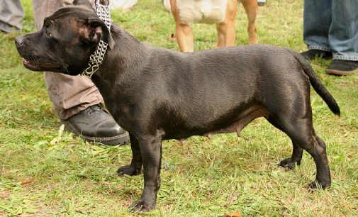 Sanidad ha registrado en 2017 seis casos de mordedura de perros a vecinos